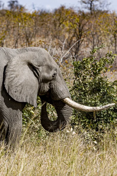 Afrykański Słoń Jego Naturalnym Środowisku Parku Narodowym Kruger Republika Południowej — Zdjęcie stockowe