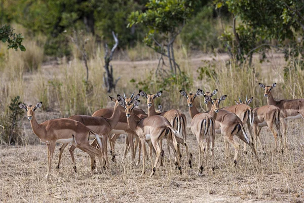 Kruger Ulusal Parkı Güney Afrika Antilop Sürüsü — Stok fotoğraf