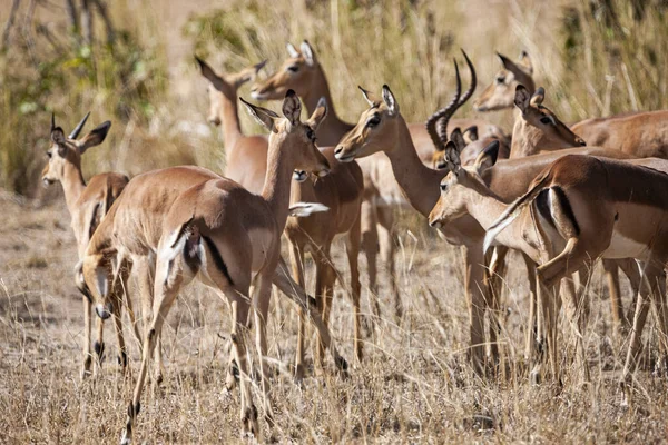 Kruger Ulusal Parkı Güney Afrika Antilop Sürüsü — Stok fotoğraf