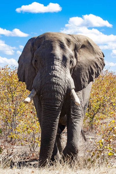 African elephant in it's natural habitat in Kruger National Park, South Africa