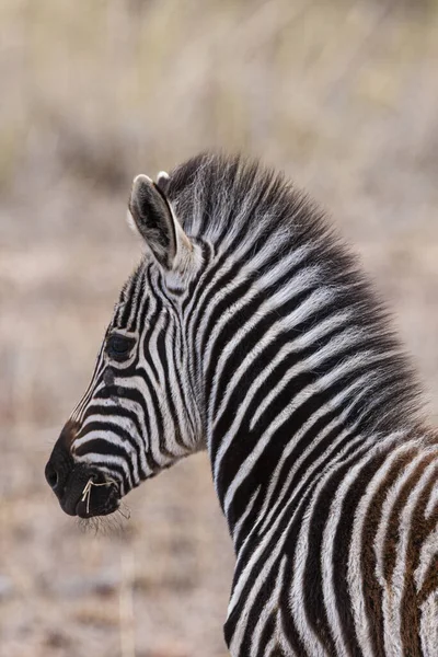 Zebras Kruger Nationalpark Südafrika — Stockfoto
