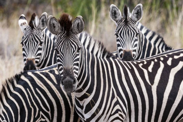 南アフリカのクルーガー国立公園にあるゼブラス — ストック写真