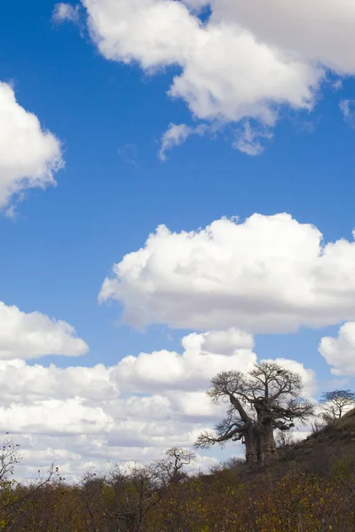 Naturen Kruger Nationalpark Nordöstra Sydafrika — Stockfoto