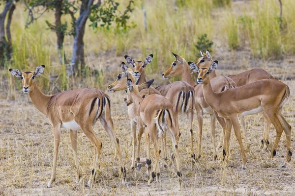 Herd Van Antilopen Kruger National Park Zuid Afrika — Stockfoto