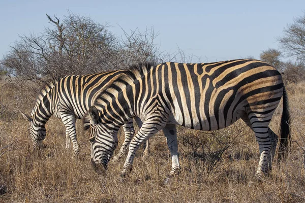 Zebras Roedel Wandelen Kruger National Park Zuid Afrika — Stockfoto