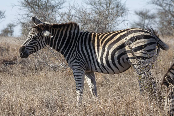 Paczka Zebry Wędrująca Parku Narodowym Kruger Republika Południowej Afryki — Zdjęcie stockowe