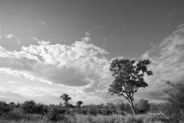 Naturen Kruger Nationalpark Nordöstra Sydafrika — Stockfoto