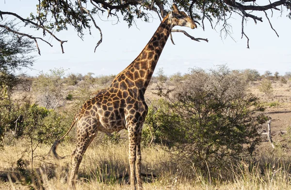 南アフリカのクルーガー国立公園でキリンのローミング — ストック写真