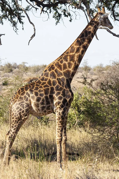 Giraffa Roaming Nel Kruger National Park Sud Africa — Foto Stock