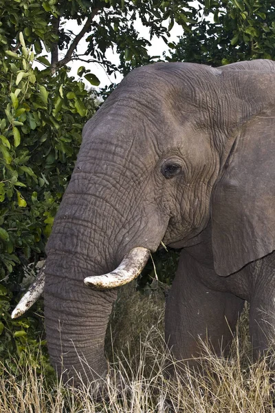 Afrykański Słoń Jego Naturalnym Środowisku Parku Narodowym Kruger Republika Południowej — Zdjęcie stockowe