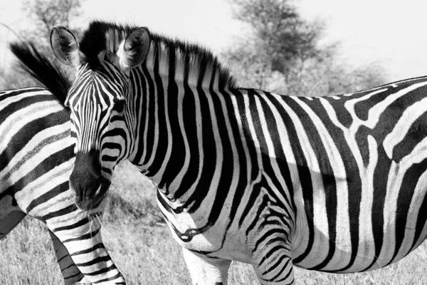 Zebras Kruger Nationalpark Südafrika — Stockfoto