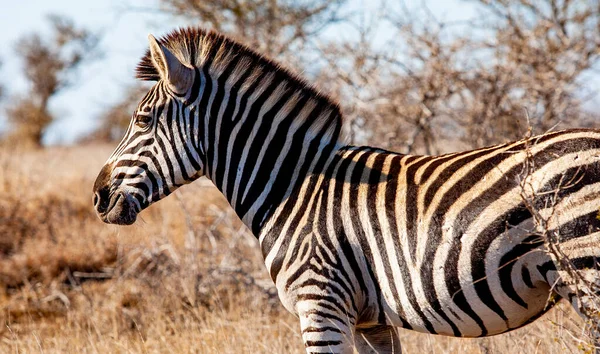 Zebry Národním Parku Kruger Jihoafrická Republika — Stock fotografie