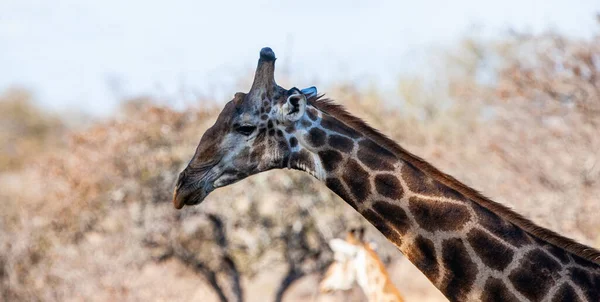 Jirafa Vagando Parque Nacional Kruger Sudáfrica —  Fotos de Stock