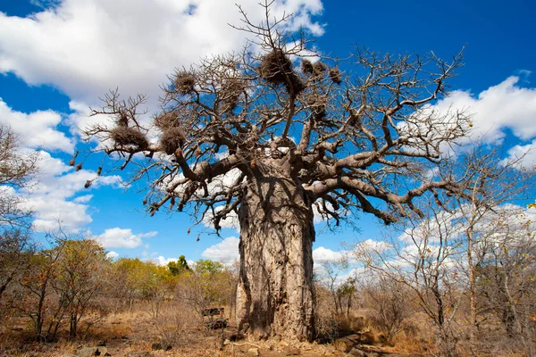 Natura Del Parco Nazionale Kruger Nel Nord Est Del Sudafrica — Foto Stock