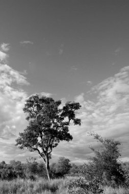 Kruger Ulusal Parkı, Kuzeydoğu Güney Afrika