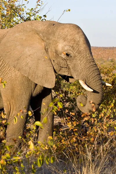Afrykański Słoń Jego Naturalnym Środowisku Parku Narodowym Kruger Republika Południowej — Zdjęcie stockowe