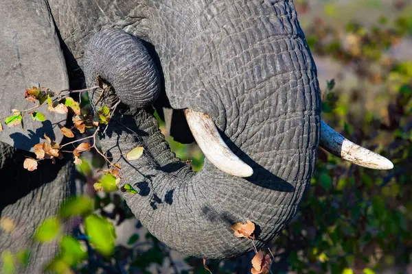 Afrykański Słoń Jego Naturalnym Środowisku Parku Narodowym Kruger Republika Południowej — Zdjęcie stockowe