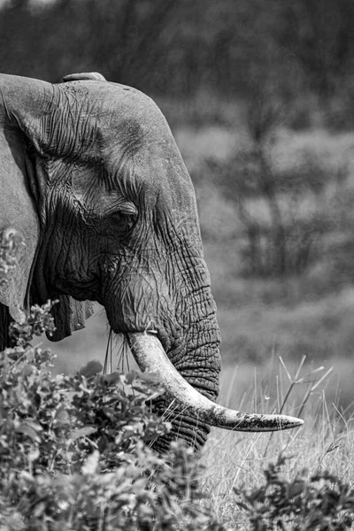 Elefante Africano Hábitat Natural Parque Nacional Kruger Sudáfrica — Foto de Stock