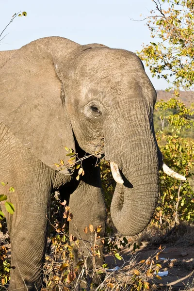 Éléphant Afrique Dans Parc National Kruger Afrique Sud — Photo