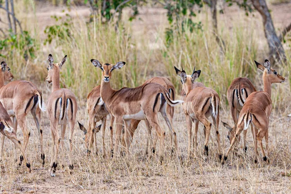 南非克鲁格国家公园的羚羊群 — 图库照片