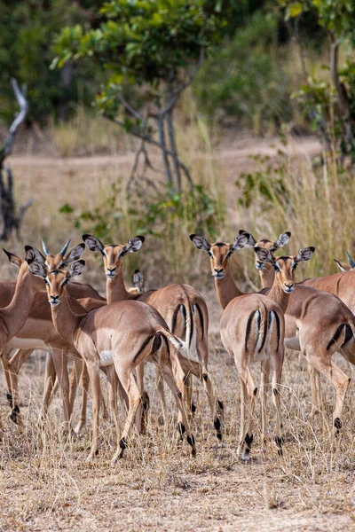 Hjord Antiloper Kruger National Park Sydafrika — Stockfoto