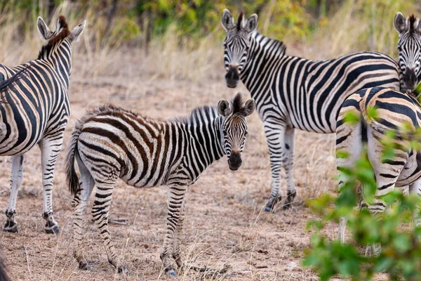 Zebry Parku Narodowym Kruger Rpa — Zdjęcie stockowe