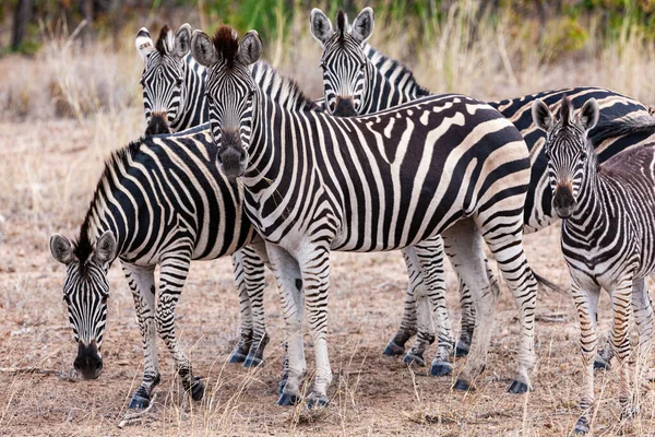Zebre Nel Kruger National Park Sud Africa — Foto Stock