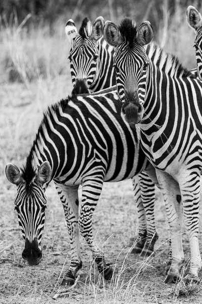 Zèbres Kruger National Park Afrique Sud — Photo