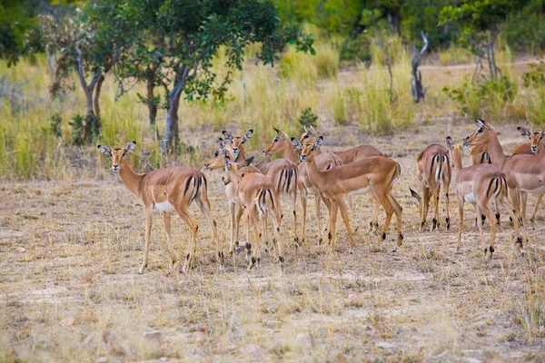 Impala Antelopes Parque Nacional Kruger Sudáfrica — Foto de Stock