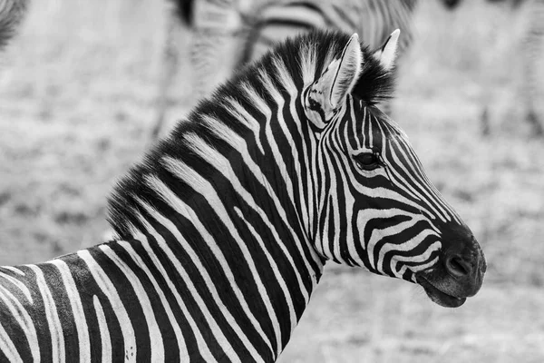 Zebra Kruger National Park África Sul — Fotografia de Stock