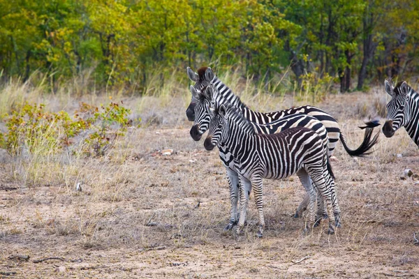 Zèbres Kruger National Park Afrique Sud — Photo