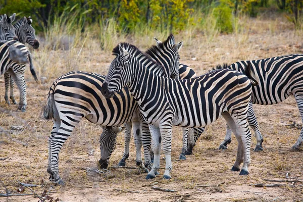 Zebry Národním Parku Kruger Jihoafrická Republika — Stock fotografie