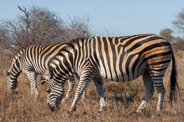 Zebras ในอ ทยานแห งชาต เกอร แอฟร กาใต — ภาพถ่ายสต็อก