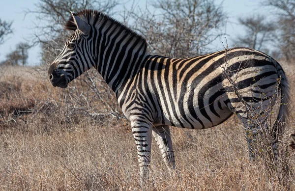 Zebra Kruger Nasjonalpark Sør Afrika – stockfoto
