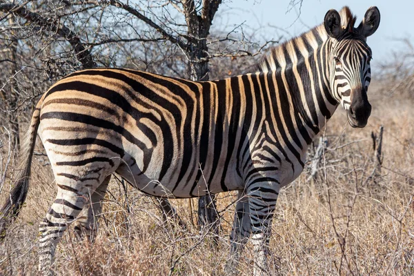 Zebra Národním Parku Kruger Jihoafrická Republika — Stock fotografie