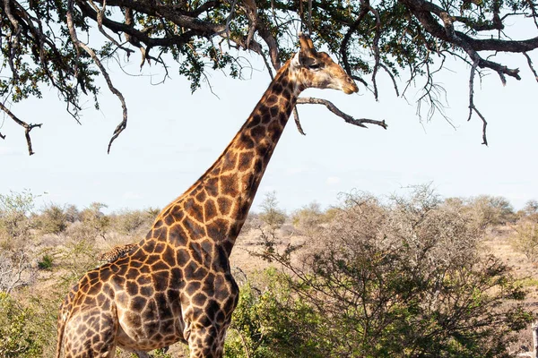 Giraffe Roaming Kruger National Park Zuid Afrika — Stockfoto