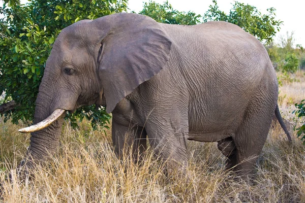 Éléphant Afrique Dans Parc National Kruger Afrique Sud — Photo