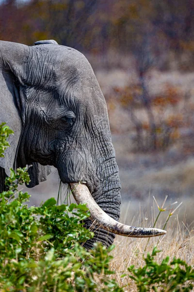 Afrikansk Elefant Kruger Nasjonalpark Sør Afrika – stockfoto
