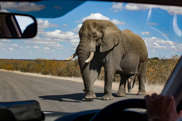 Elefante Través Una Ventana Del Coche — Foto de Stock