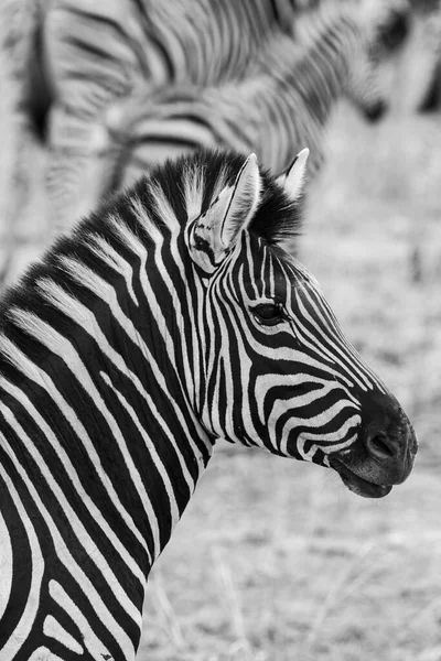 Zèbre Dans Parc National Kruger Afrique Sud — Photo
