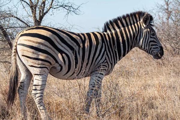 Zebra Nel Kruger National Park Sud Africa — Foto Stock