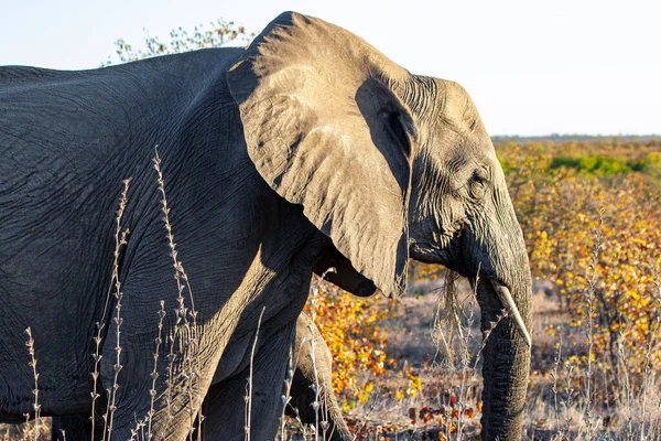 Африканський Слон Національному Парку Крюгер Пар — стокове фото