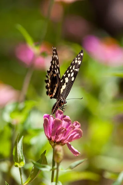 Όμορφη Πεταλούδα Στηρίζεται Ένα Λουλούδι Στη Λίμνη Manyara Εθνικό Πάρκο — Φωτογραφία Αρχείου