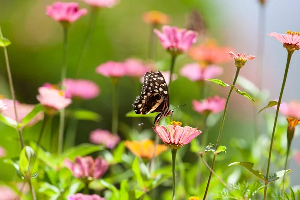 Bela Borboleta Repousa Sobre Uma Flor Parque Nacional Lago Manyara — Fotografia de Stock