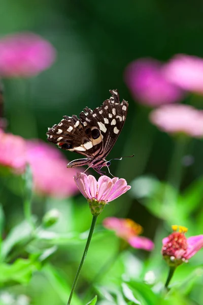 Piękny Motyl Spoczywa Kwiecie Parku Narodowym Jezioro Manyara Tanzania — Zdjęcie stockowe