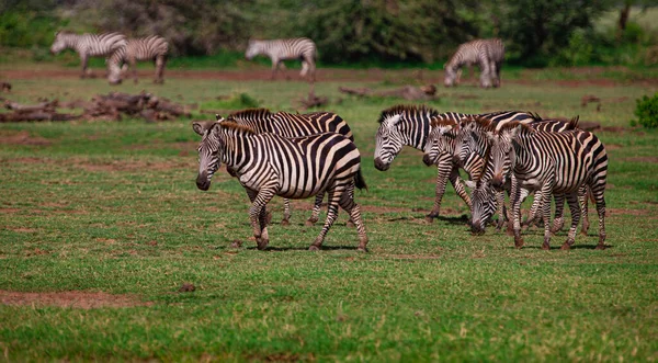 Zebras Lake Manyara National Park Tanzania — ストック写真