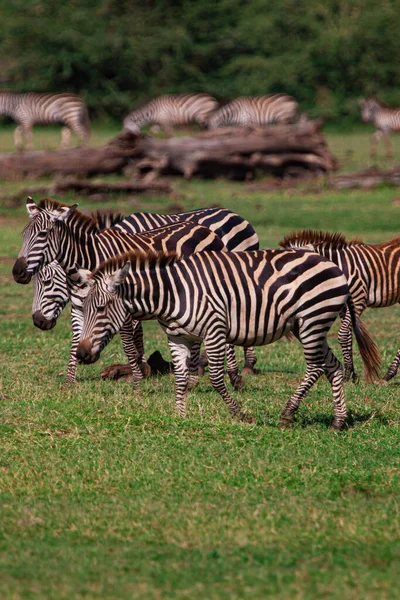 Zebras ในอ ทยานแห งชาต ทะเลสาบ Manyara แทนซาเน — ภาพถ่ายสต็อก