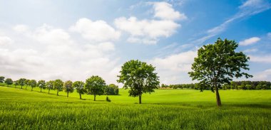 Sabah yeşil pirinç tarlası