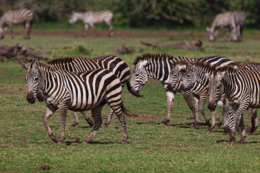 Tanzanya 'daki Manyara Gölü Ulusal Parkı' nda Zebralar