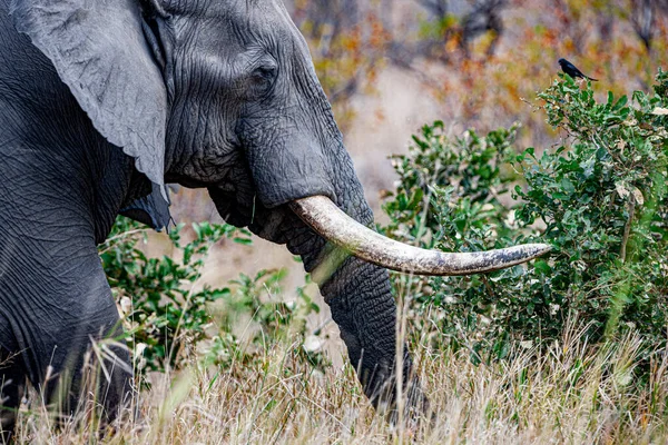 Słoń Afrykański Parku Narodowym Kruger Republika Południowej Afryki — Zdjęcie stockowe